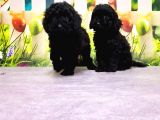 Ruhsatli Üreti̇m Çi̇ftli̇ği̇nden Toy Poodle Yavrular
