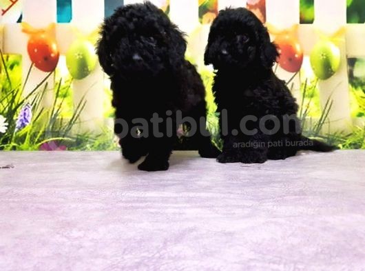 Ruhsatli Üreti̇m Çi̇ftli̇ği̇nden Toy Poodle Yavrular görsel