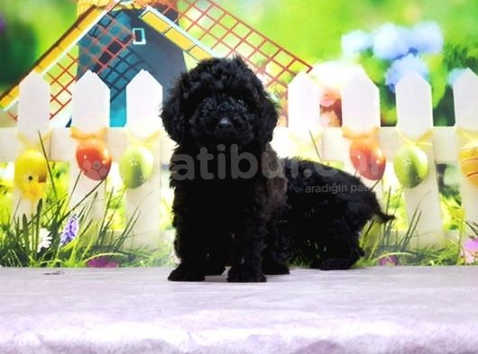 Ruhsatli Üreti̇m Çi̇ftli̇ği̇nden Toy Poodle Yavrular görsel