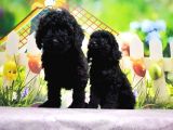 Ruhsatli Üreti̇m Çi̇ftli̇ği̇nden Toy Poodle Yavrular