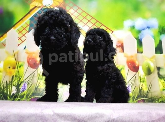 Ruhsatli Üreti̇m Çi̇ftli̇ği̇nden Toy Poodle Yavrular görsel