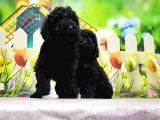 Ruhsatli Üreti̇m Çi̇ftli̇ği̇nden Toy Poodle Yavrular