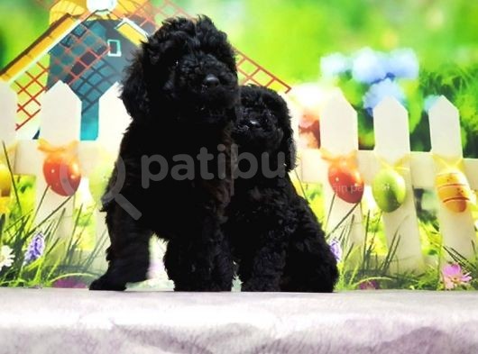 Ruhsatli Üreti̇m Çi̇ftli̇ği̇nden Toy Poodle Yavrular görsel