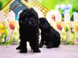 Ruhsatli Üreti̇m Çi̇ftli̇ği̇nden Toy Poodle Yavrular