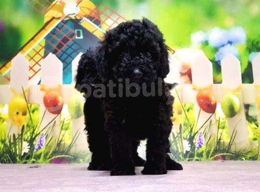 Ruhsatli Üreti̇m Çi̇ftli̇ği̇nden Toy Poodle Yavrular