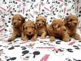Mükemmel Kali̇tede Toy Poodle Yavru