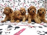 Mükemmel Kali̇tede Toy Poodle Yavru
