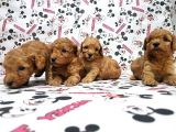 Mükemmel Kali̇tede Toy Poodle Yavru