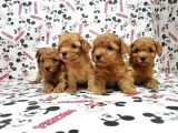 Mükemmel Kali̇tede Toy Poodle Yavru