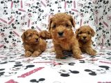 Mükemmel Kali̇tede Toy Poodle Yavru
