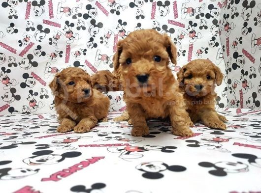 Mükemmel Kali̇tede Toy Poodle Yavru görsel