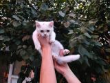 Aşili Karneli̇ Kar Beyaz Bri̇ti̇sh Shorthai̇r Yavrularimiz
