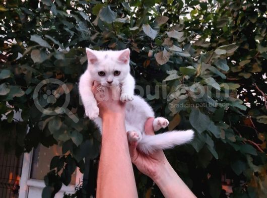 Aşili Karneli̇ Kar Beyaz Bri̇ti̇sh Shorthai̇r Yavrularimiz görsel