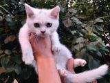 Aşili Karneli̇ Kar Beyaz Bri̇ti̇sh Shorthai̇r Yavrularimiz