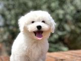 Show Kalite Maltese Terier Bebekler