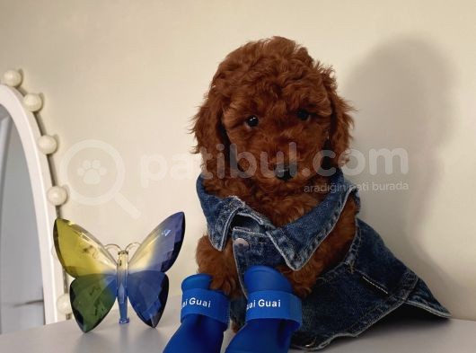 Ev Ortamında Büyüyen Toypoodle Bebekler görsel