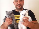 British Shorthair Yavruları