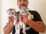 Scottish Fold Yavrular