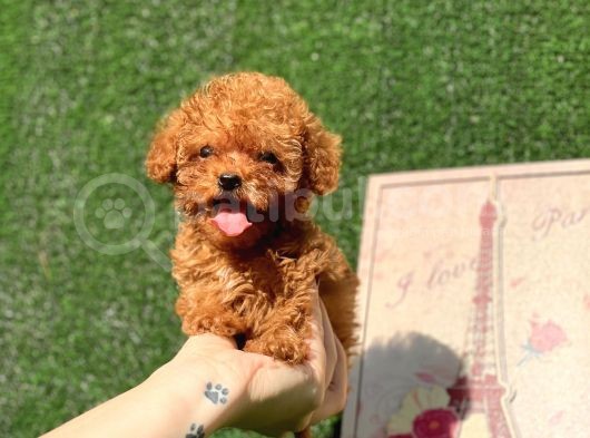 Mi̇ni̇ Toy Poodle Bebekler görsel