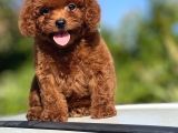 Bebek Surat Toy Poodle Yavrular