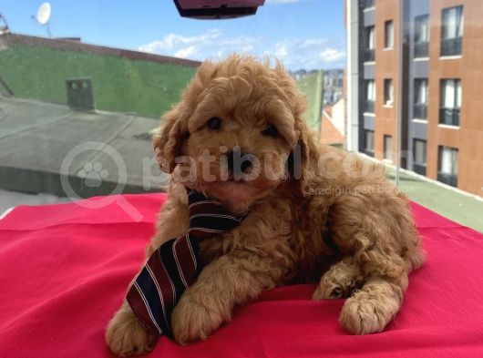 Ev Ortamında Büyüyen Toypoodle Bebekler