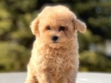 Sevi̇mli̇ Toy Poodle Bebekler