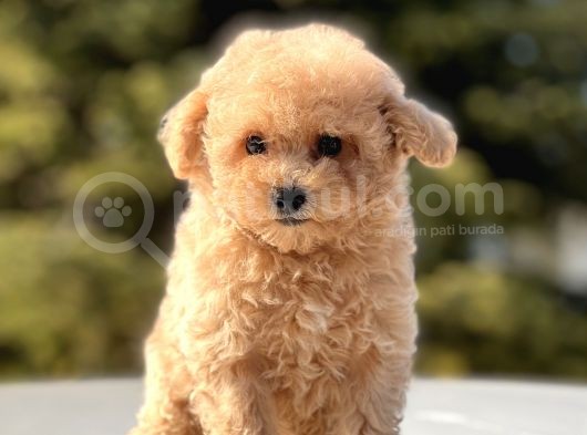 Sevi̇mli̇ Toy Poodle Bebekler görsel
