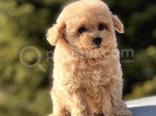 Sevi̇mli̇ Toy Poodle Bebekler görsel