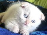 2 Aylık Scottish Fold Ful Beyaz Yavrum