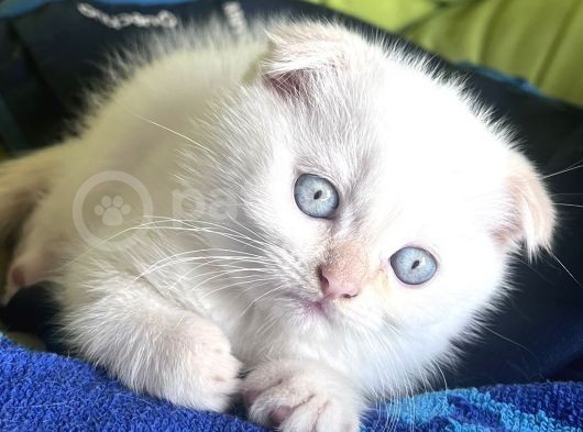 2 Aylık Scottish Fold Ful Beyaz Yavrum görsel