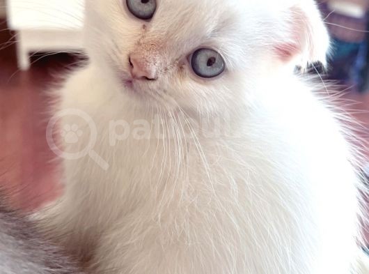 2 Aylık Scottish Fold Ful Beyaz Yavrum görsel