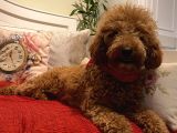 15 Aylık Minyatür Poodle Dişimiz