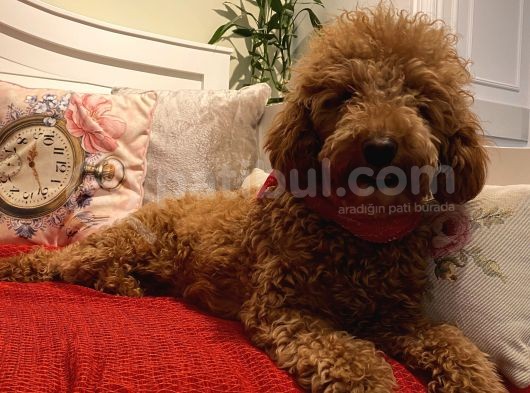 15 Aylık Minyatür Poodle Dişimiz