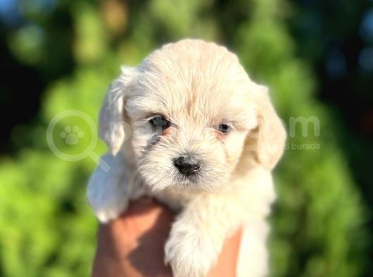 Maltese Bebeklerim görsel