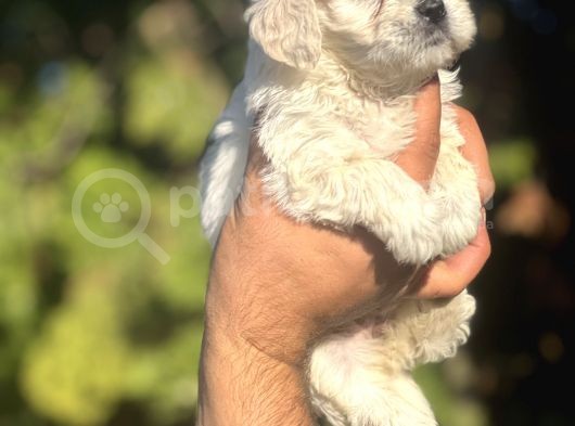 Maltese Bebeklerim görsel