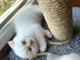 2 Aylık Scottish Fold Ful Beyaz Yavrum