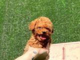 Mi̇ni̇ Toy Poodle Bebekler
