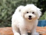 Show Kalite Maltese Terier Bebekler