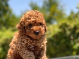 Red Toy Poodle Yavrular