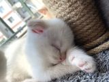 2 Aylık Scottish Fold Ful Beyaz Yavrum
