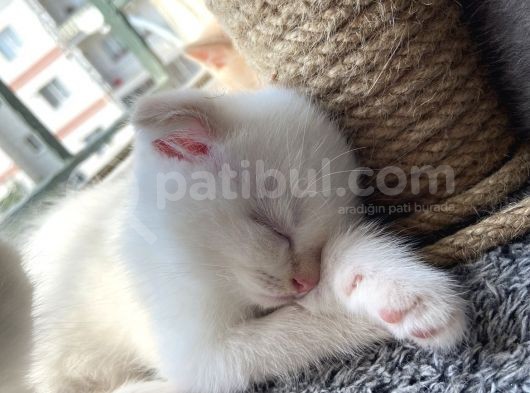 2 Aylık Scottish Fold Ful Beyaz Yavrum görsel
