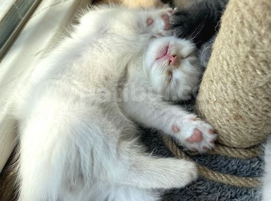 2 Aylık Scottish Fold Ful Beyaz Yavrum görsel