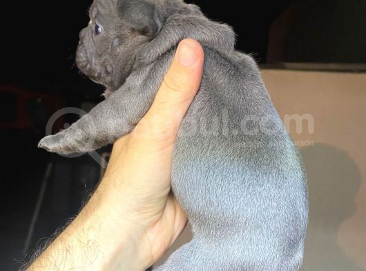 Blue French A Kalite Kusursuz Anatomi Sıfır Burun Sıfır Kuyruk görsel