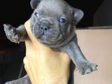 Blue French A Kalite Kusursuz Anatomi Sıfır Burun Sıfır Kuyruk