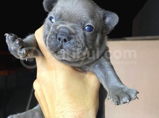Blue French A Kalite Kusursuz Anatomi Sıfır Burun Sıfır Kuyruk görsel