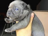 Blue French A Kalite Kusursuz Anatomi Sıfır Burun Sıfır Kuyruk