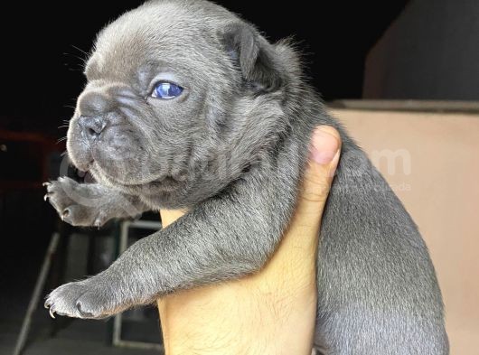 Blue French A Kalite Kusursuz Anatomi Sıfır Burun Sıfır Kuyruk görsel