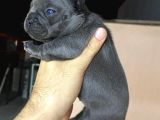 Blue French A Kalite Kusursuz Anatomi Sıfır Burun Sıfır Kuyruk