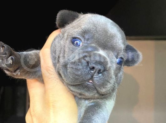 Blue French A Kalite Kusursuz Anatomi Sıfır Burun Sıfır Kuyruk görsel