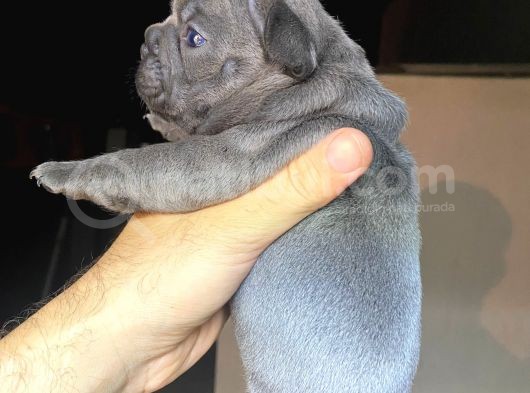 Blue French A Kalite Kusursuz Anatomi Sıfır Burun Sıfır Kuyruk görsel